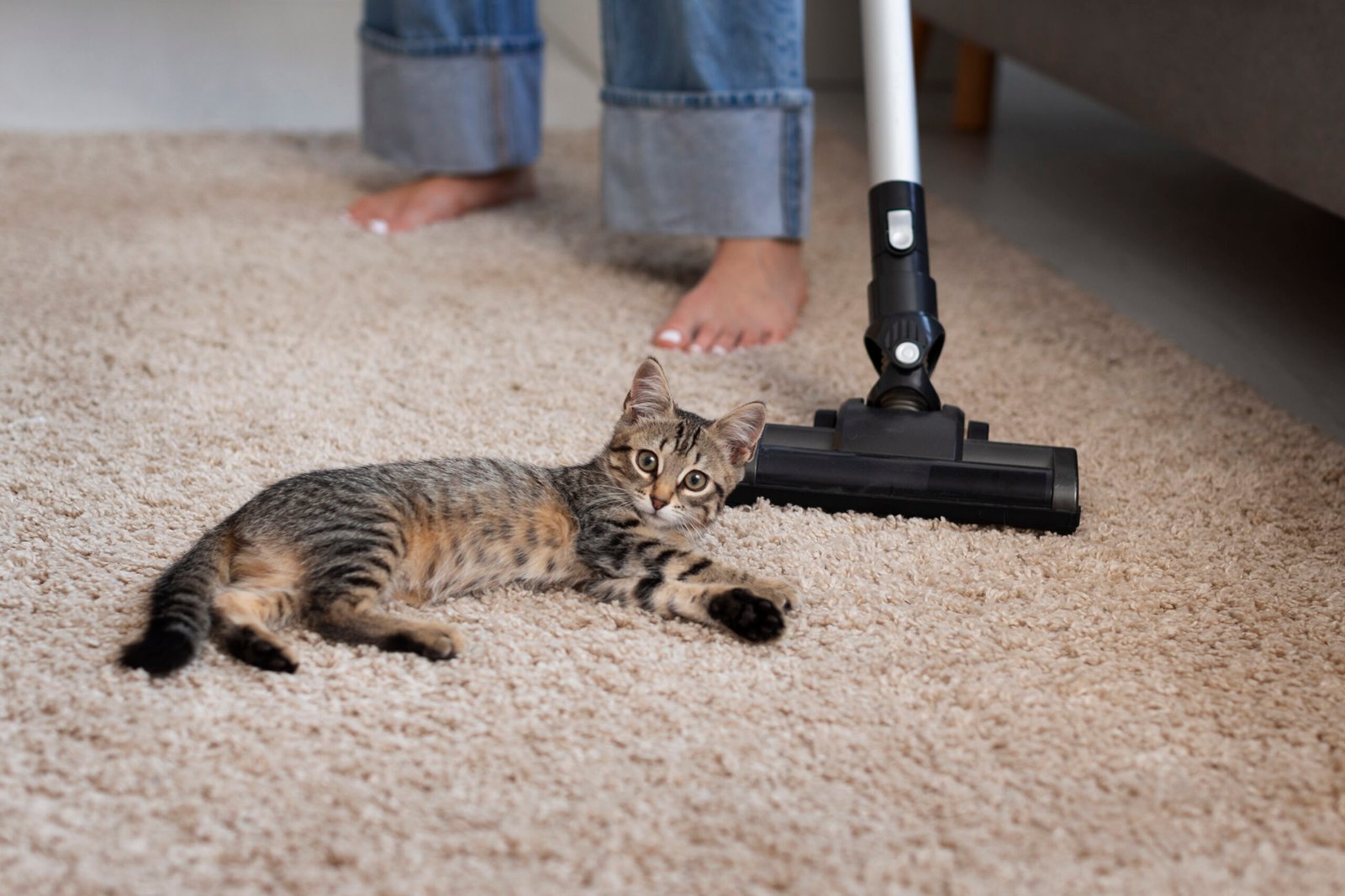 Como tirar pelo de gato do tapete? 5 passos práticos!